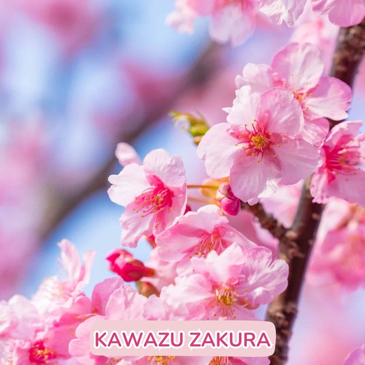 le-hoi-anh-dao-hanami-15 (1).jpg